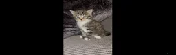 Mixed Breed cats for sale: Siamese x maincoon female kittens  - Advert 3
