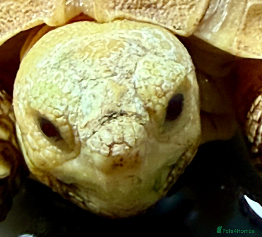 Tortoise reptiles for sale: Ivory Sulcarta  in Sutton - Image 4