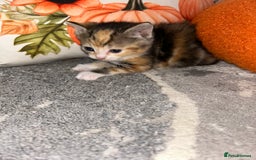 Sokoke cats for sale: Sokoke X tabby  - Image 5