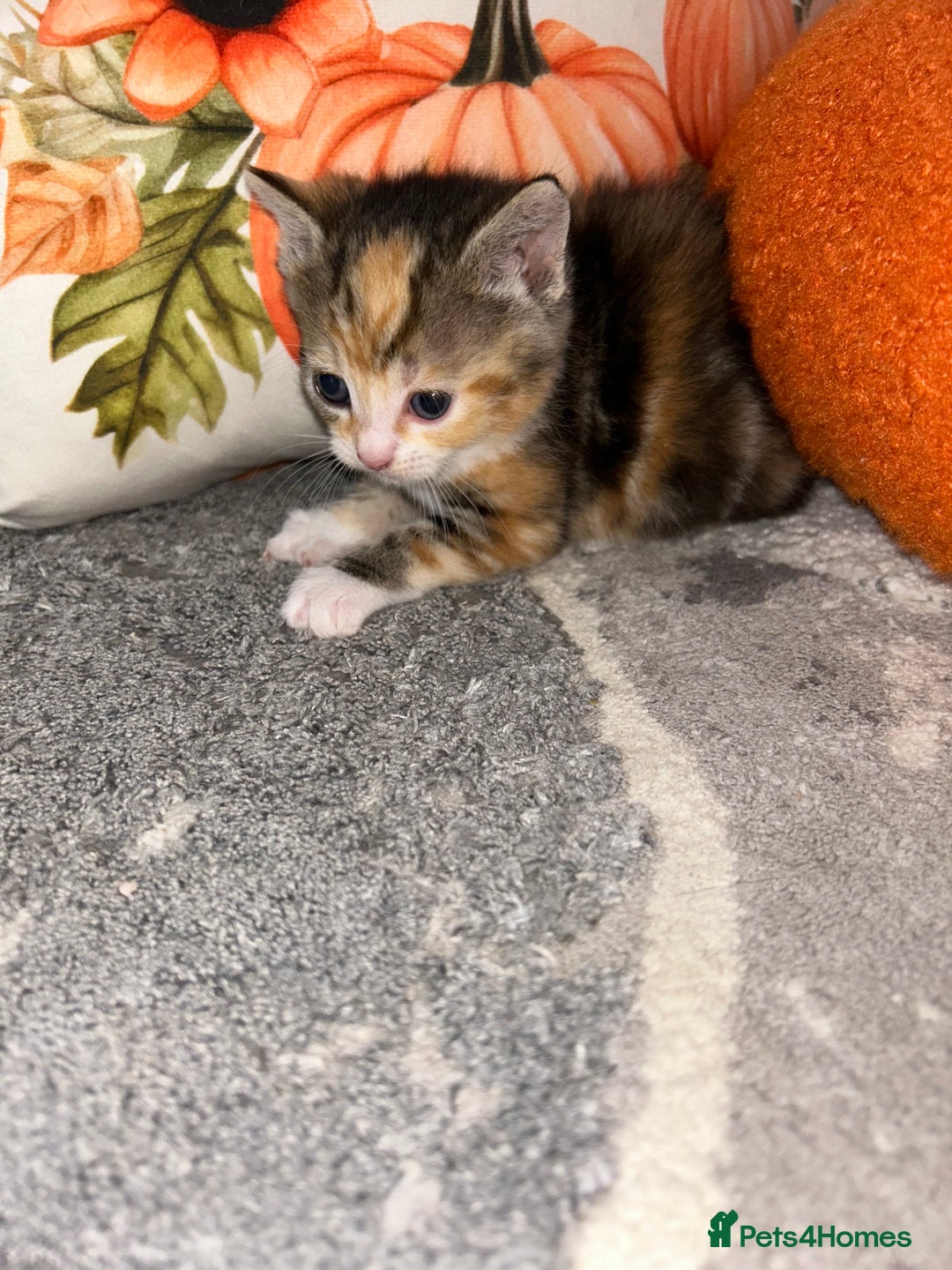 Sokoke cats for sale: Sokoke X tabby  - Image 5