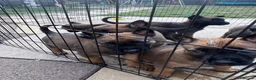 Belgian Shepherd Dog dogs for sale: Working Mali pups  in Crewe - Advert 6
