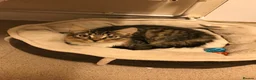 Mixed Breed cats for sale: 4 cats need rehoming due to house move  in Liverpool - Advert 9