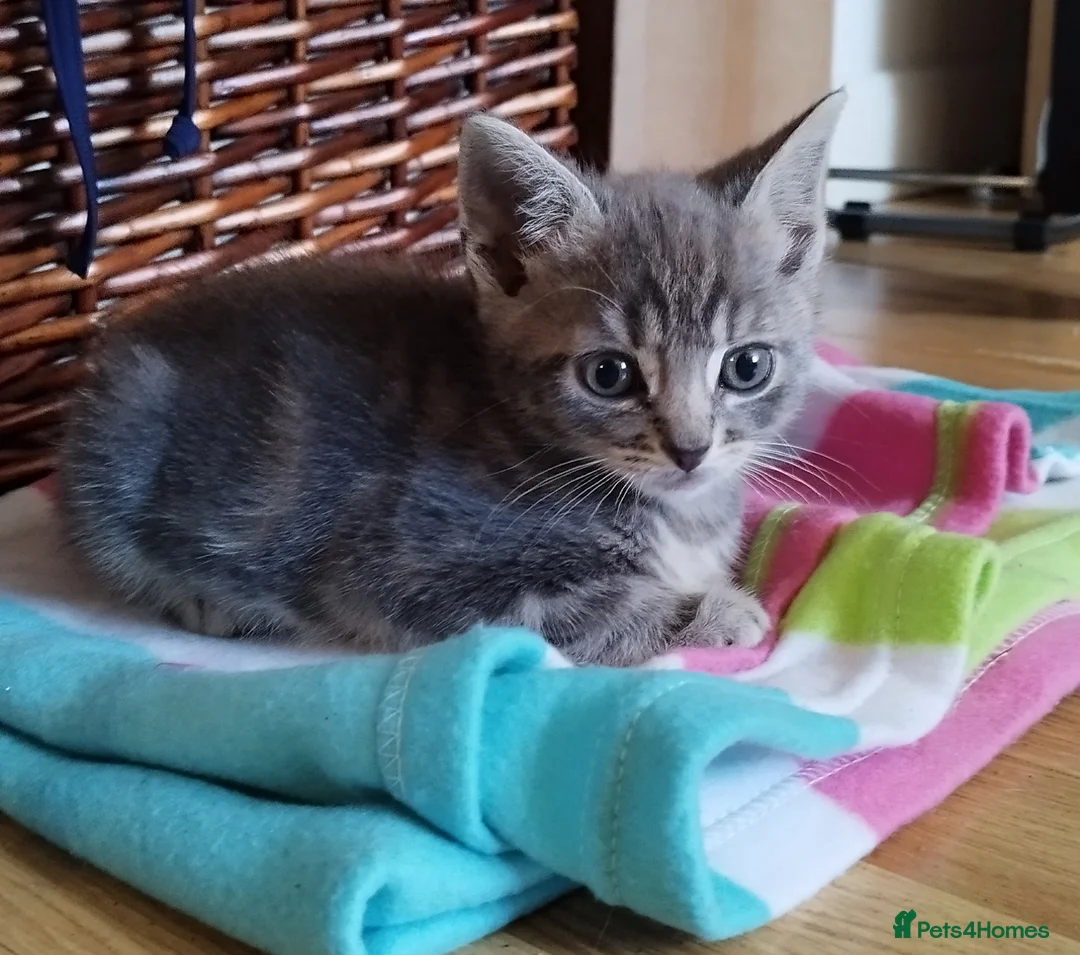 Mixed Breed cats for sale: 🩵🩵Sweet boy for sale 🩵🩵 in Luton - Advert 2