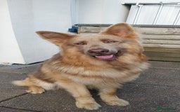 German Shepherd dogs for stud: KC health tested isabella german shepherd for stud - Advert 3