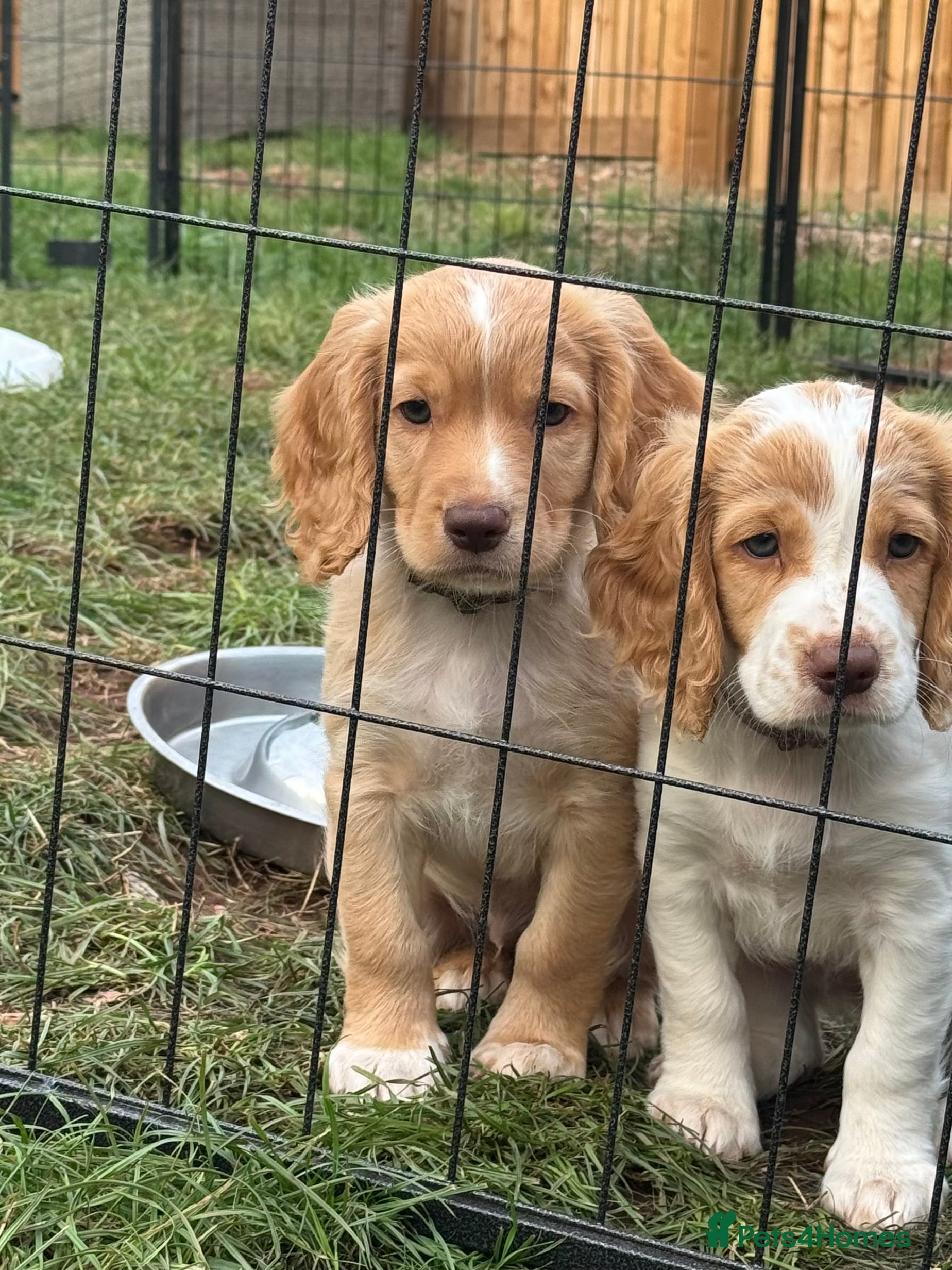 Sprocker dogs Gorgeous Sprocker Spaniel Puppies - Advert 2