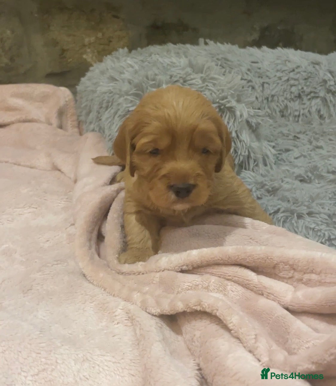 Cockapoo dogs 5⭐️ Red F1 cockapoo pups. Clear genetics - Advert 6