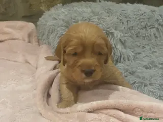 Cockapoo dogs 5⭐️ Red F1 cockapoo pups. Clear genetics - Advert 3