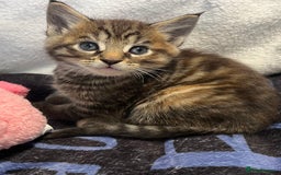 Maine Coon cats for sale: Stunning Half Maine coon kittens  - Image 13