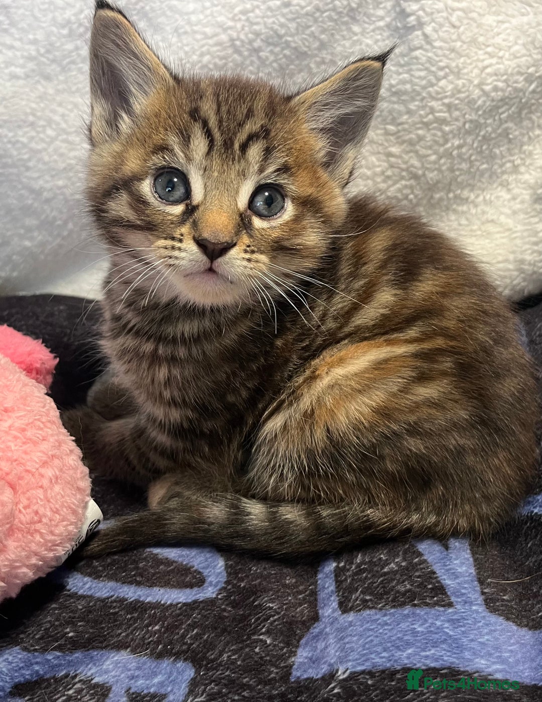 Maine Coon cats for sale: Stunning Half Maine coon kittens  - Image 13