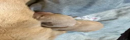 Labrador Retriever dogs for sale: Labrador puppies for sale  - Advert 25