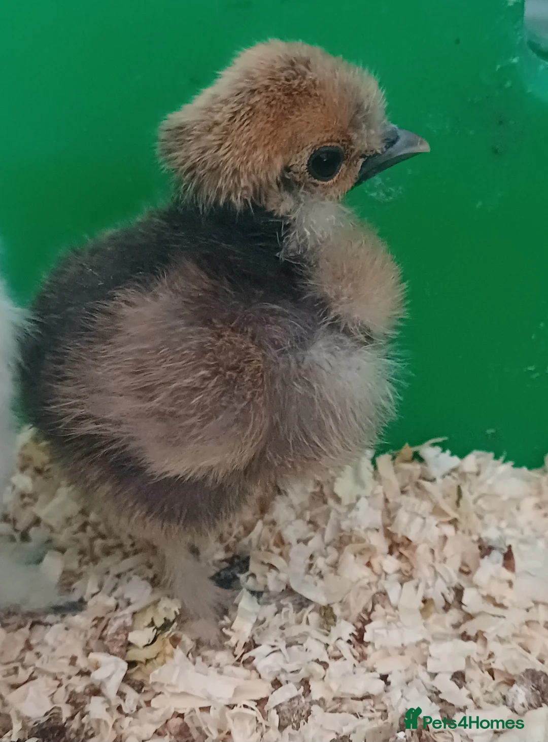 Chickens poultry for sale: Silkie chicks, hatching eggs & cockerels available - Advert 2