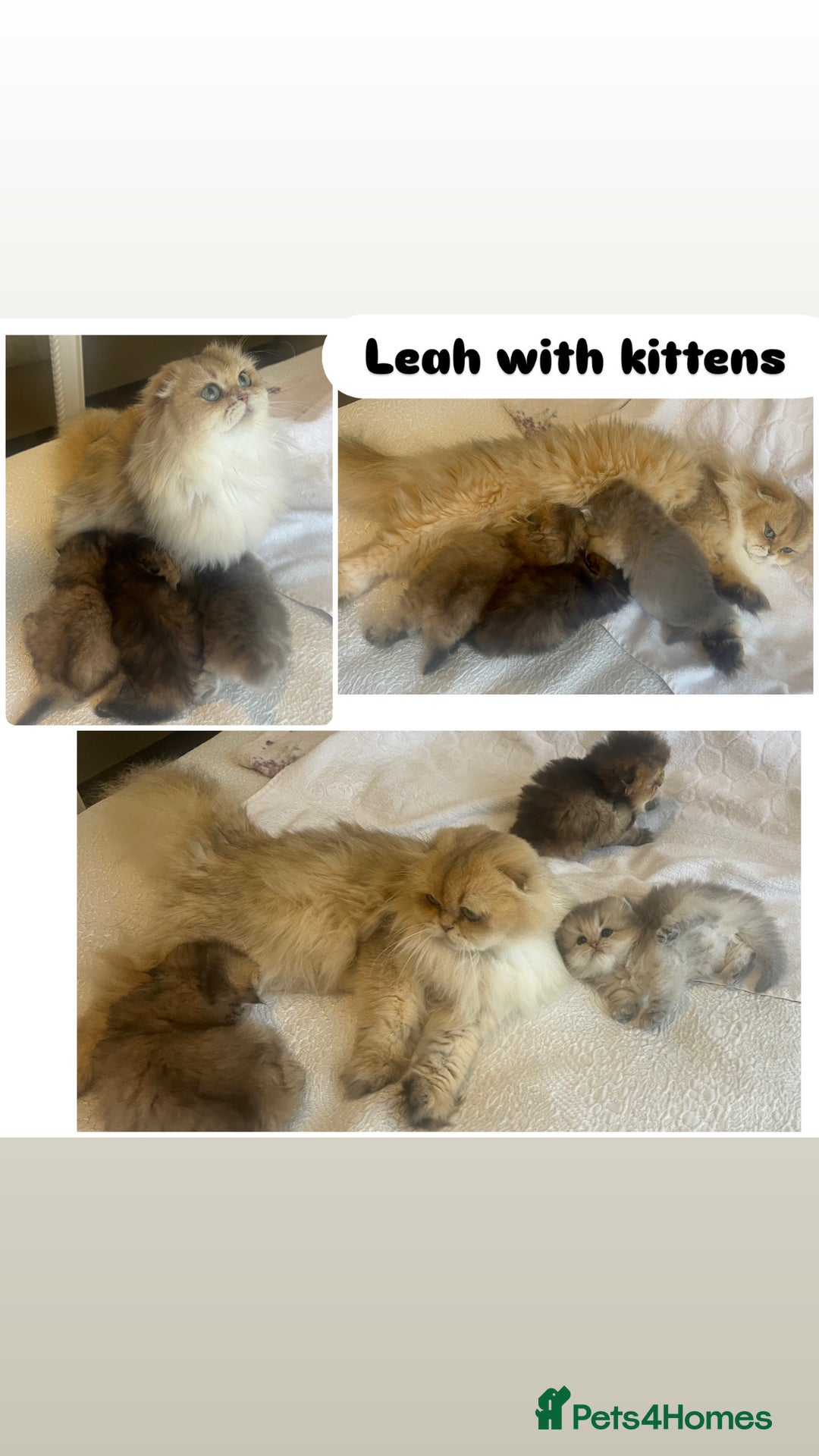 Scottish Fold cats for sale: Pedigree cutest SFLH kittens   - Image 8