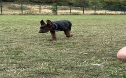 Mixed Breed dogs for sale: Laizhou Hong (Chinese red dog) puppies  in Rotherham - Image 23