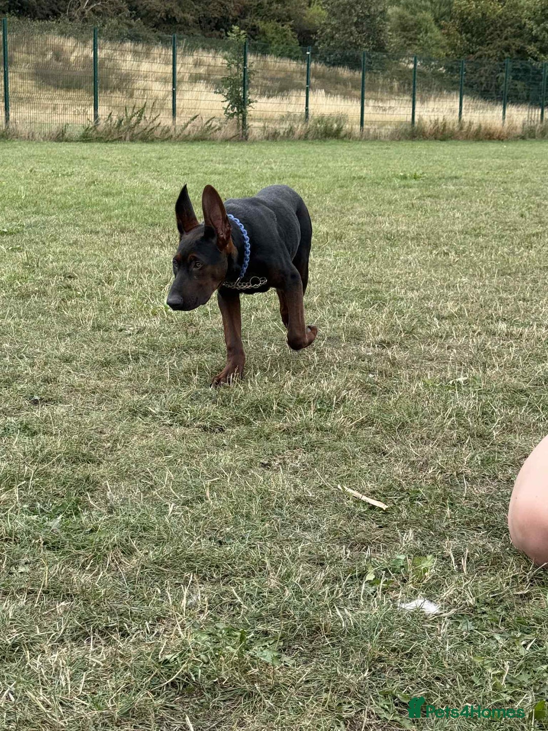 Mixed Breed dogs for sale: Laizhou Hong (Chinese red dog) puppies  in Rotherham - Image 23
