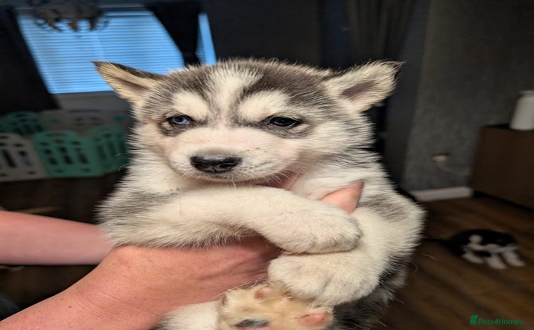 Siberian Husky dogs - Advert 2