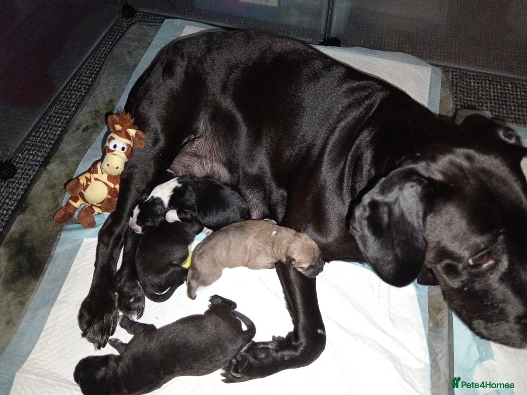 Mixed Breed dogs for sale: Staffy x border collie for sale  - Advert 11