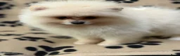 Pomeranian dogs for sale: Super litter of 4 Beautiful Pomeranian Girls  in Ammanford - Advert 24