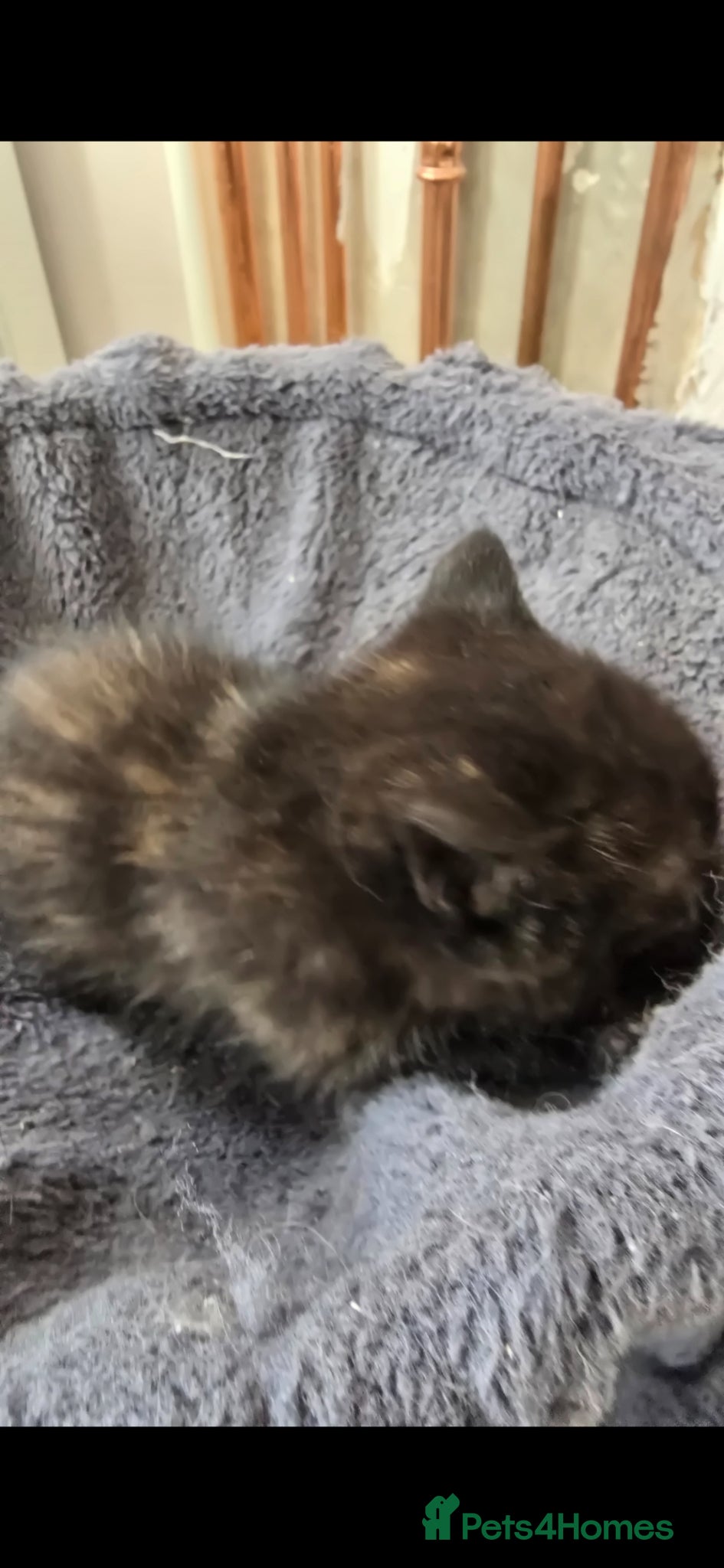 Mixed Breed cats for sale: Lovely girl kitten 😸 😍  - Advert 10