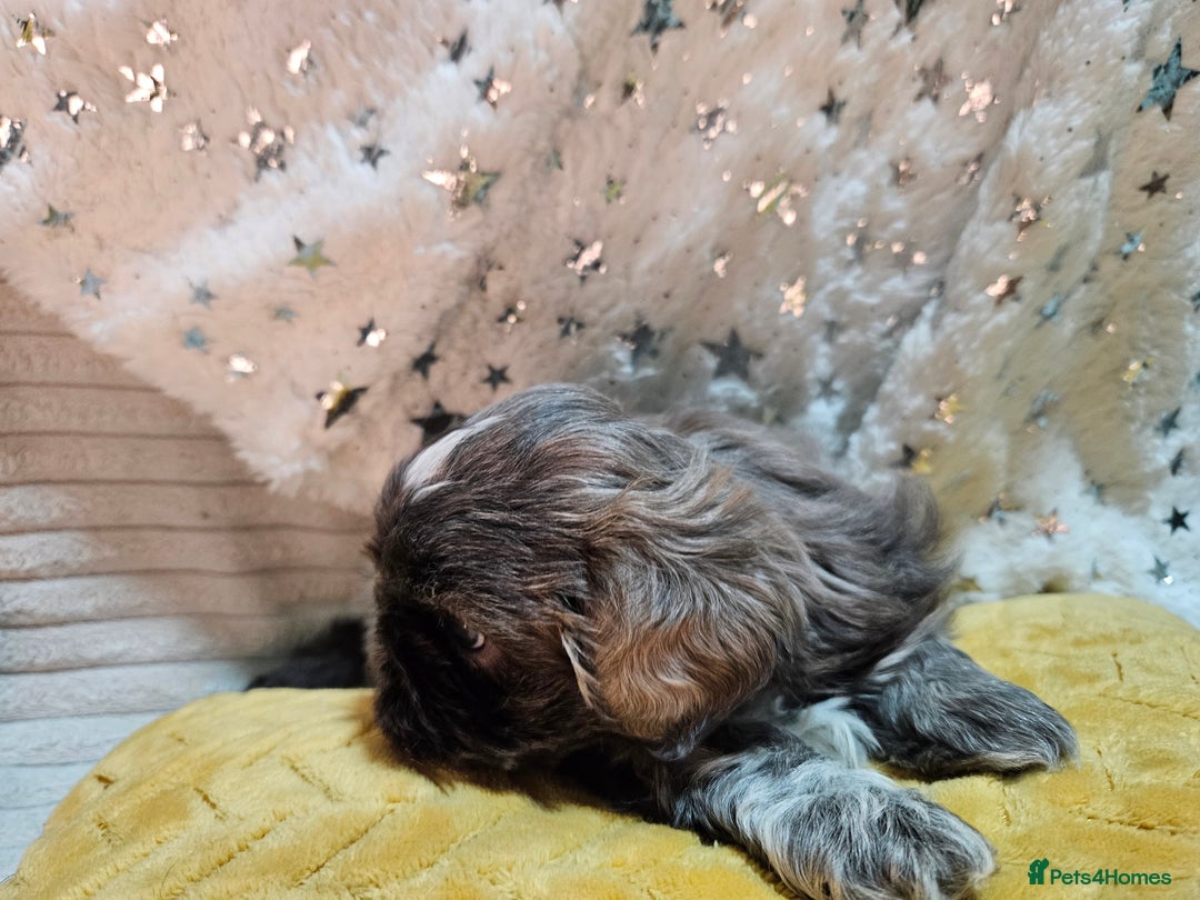 Shih Tzu dogs for sale: Adorable Shih I Puppies For Sale - 3 Boys & 1 Girl - Advert 4