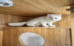 Mixed Breed cats for adoption: BLANCO - AMAZINGLY HANDSOME KITTEN NEUTERED VACCIN - Image 3