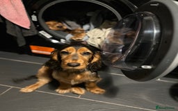 Cocker Spaniel dogs for sale: Outstanding Show Cocker Spaniel DNA Tested - Advert 19