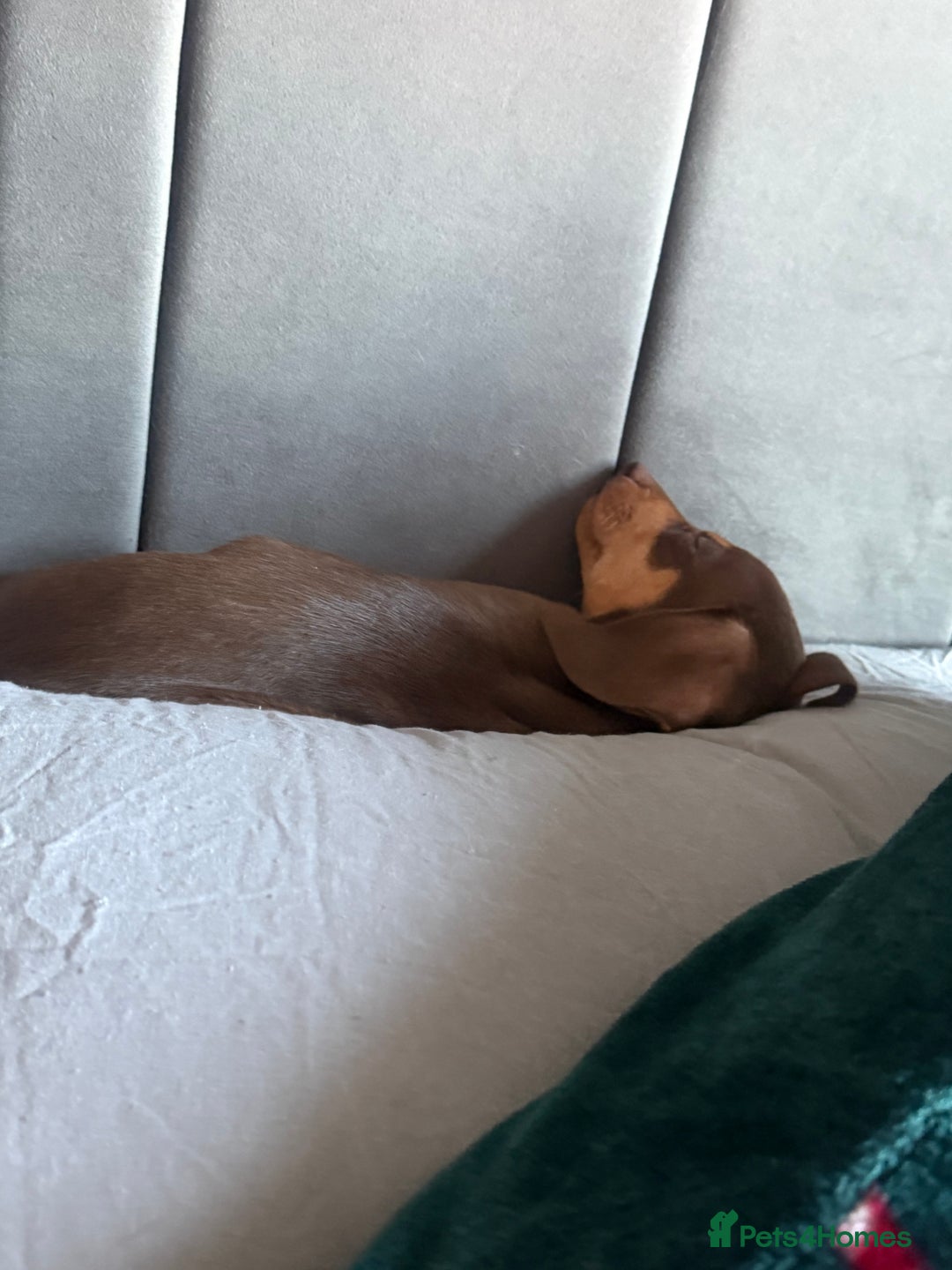 Dachshund dogs for sale: Dachshund  - Advert 6