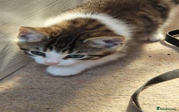 Mixed Breed cats for sale: 9 adorable Disney kitten couples  - Image 37