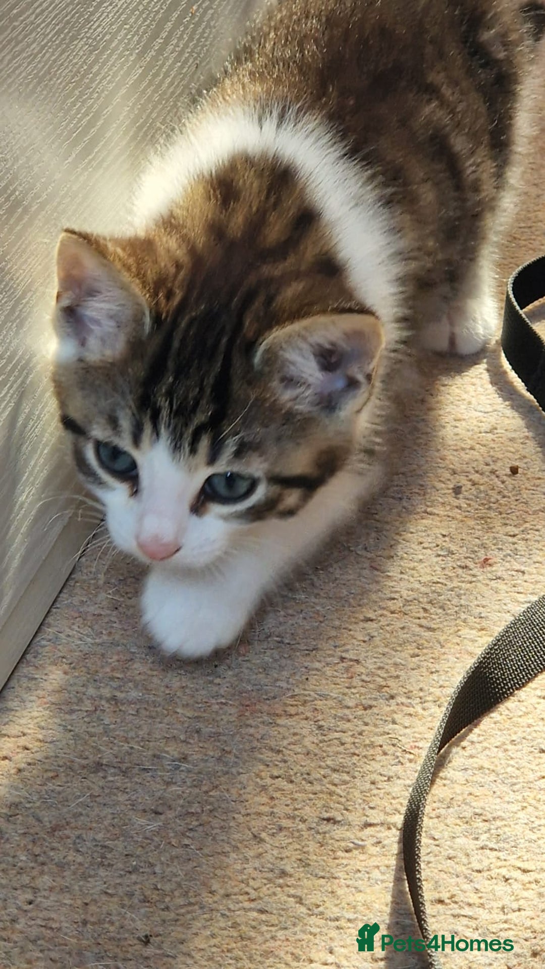 Mixed Breed cats for sale: 9 adorable Disney kitten couples  - Image 37