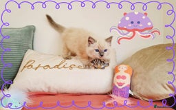 Ragdoll cats for sale: Top-Quality Pedigree Ragdoll Kittens - 3 AVAILABLE - Image 37