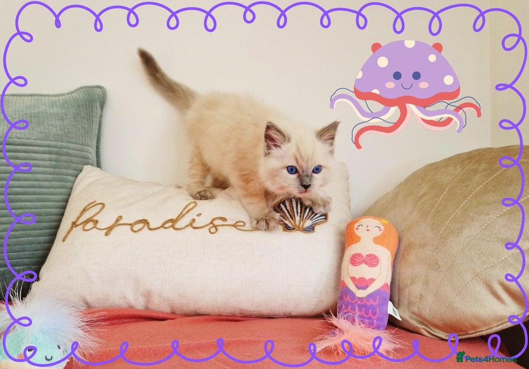 Ragdoll cats for sale: Top-Quality Pedigree Ragdoll Kittens - 3 AVAILABLE - Image 37