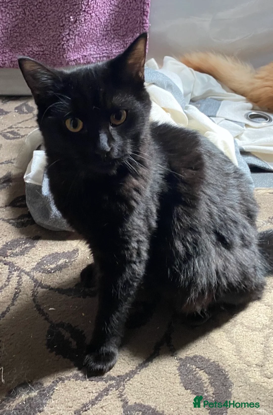 Maine Coon cats for sale: FINAL BOY! Maine Coon Cross Kitten Ready Now!  - Advert 11