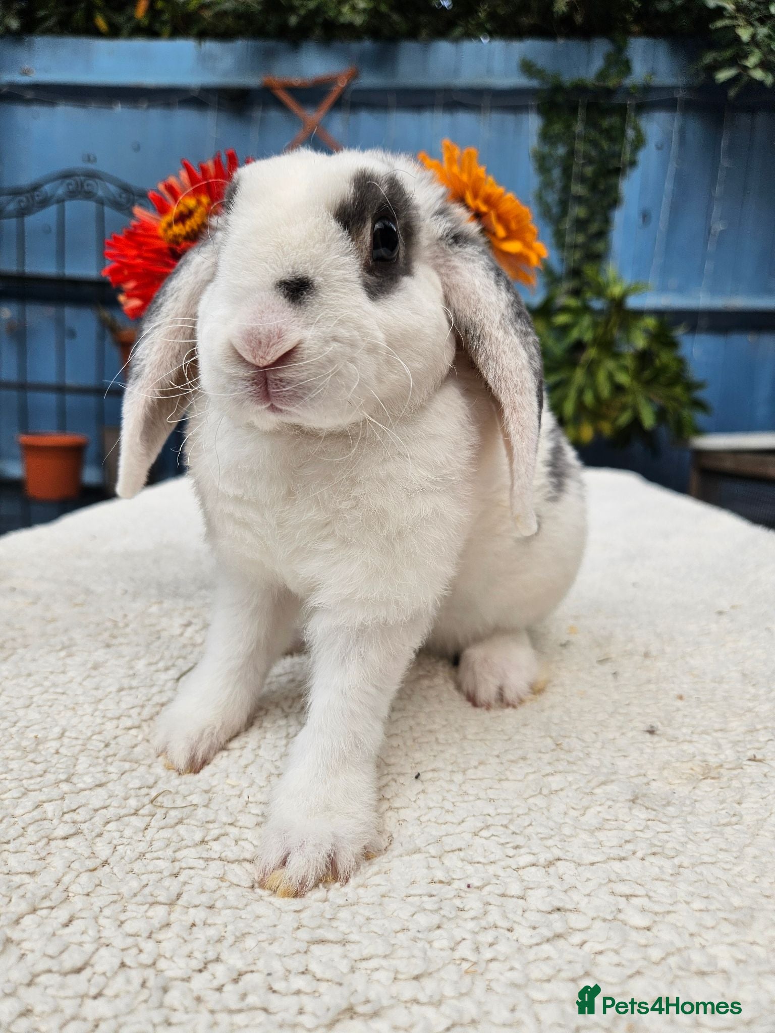Mini Lop rabbits 12 weeks Purebred Mini Plush Lops- Suffolk - Advert 2