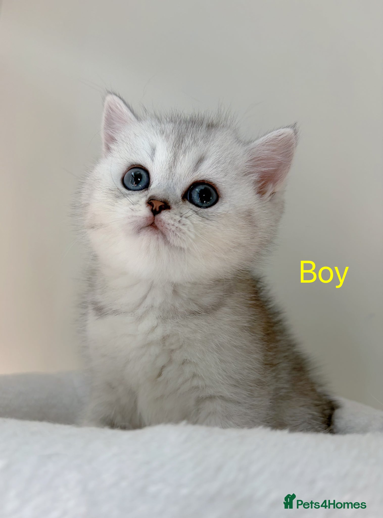 British Shorthair cats BSH - 2 boys 1 girl - Advert 4