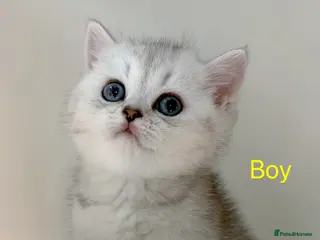 British Shorthair cats BSH - 2 boys 1 girl - Advert 12