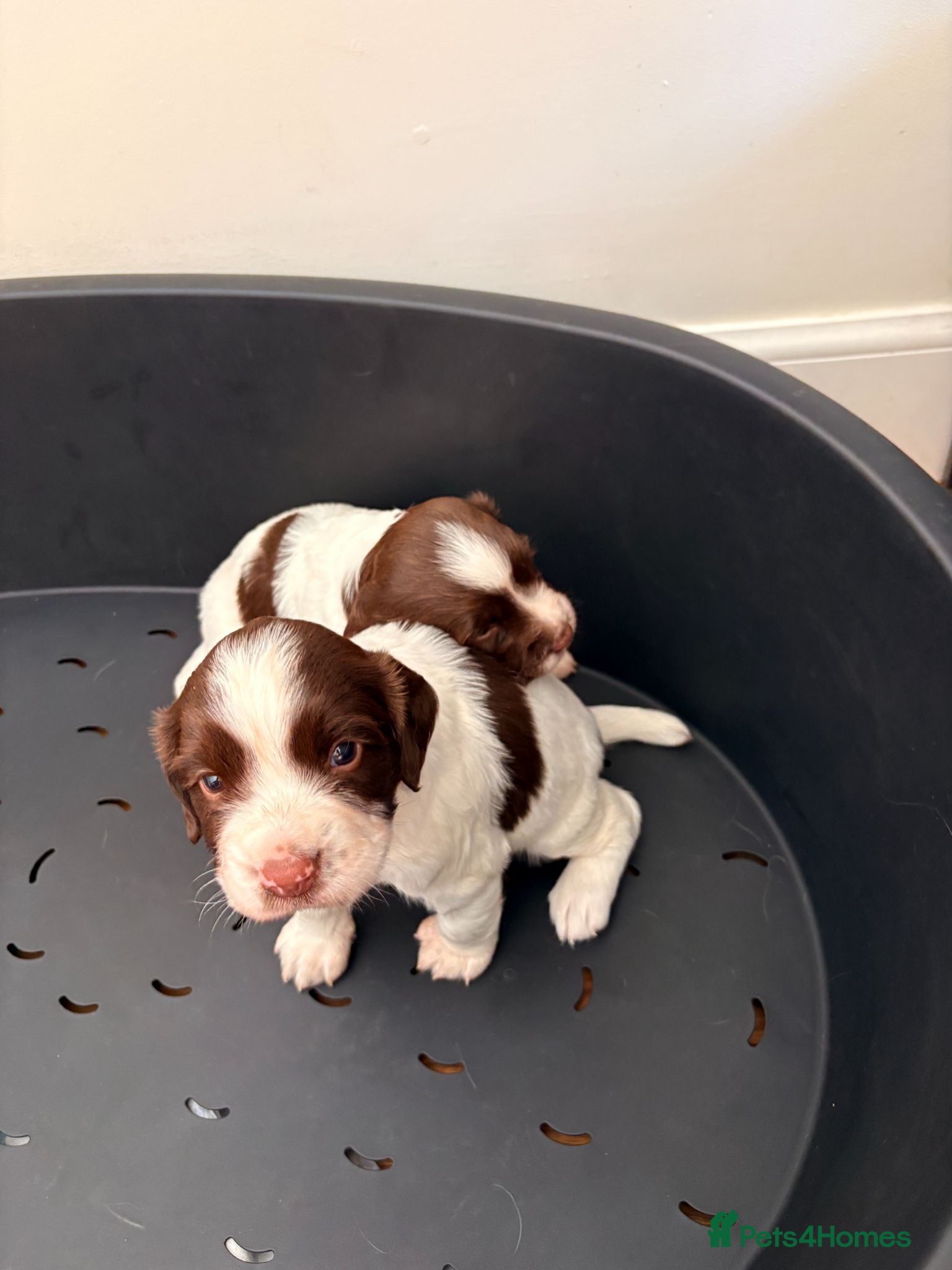 English Springer Spaniel dogs English springer spaniels liver and white  - Advert 1