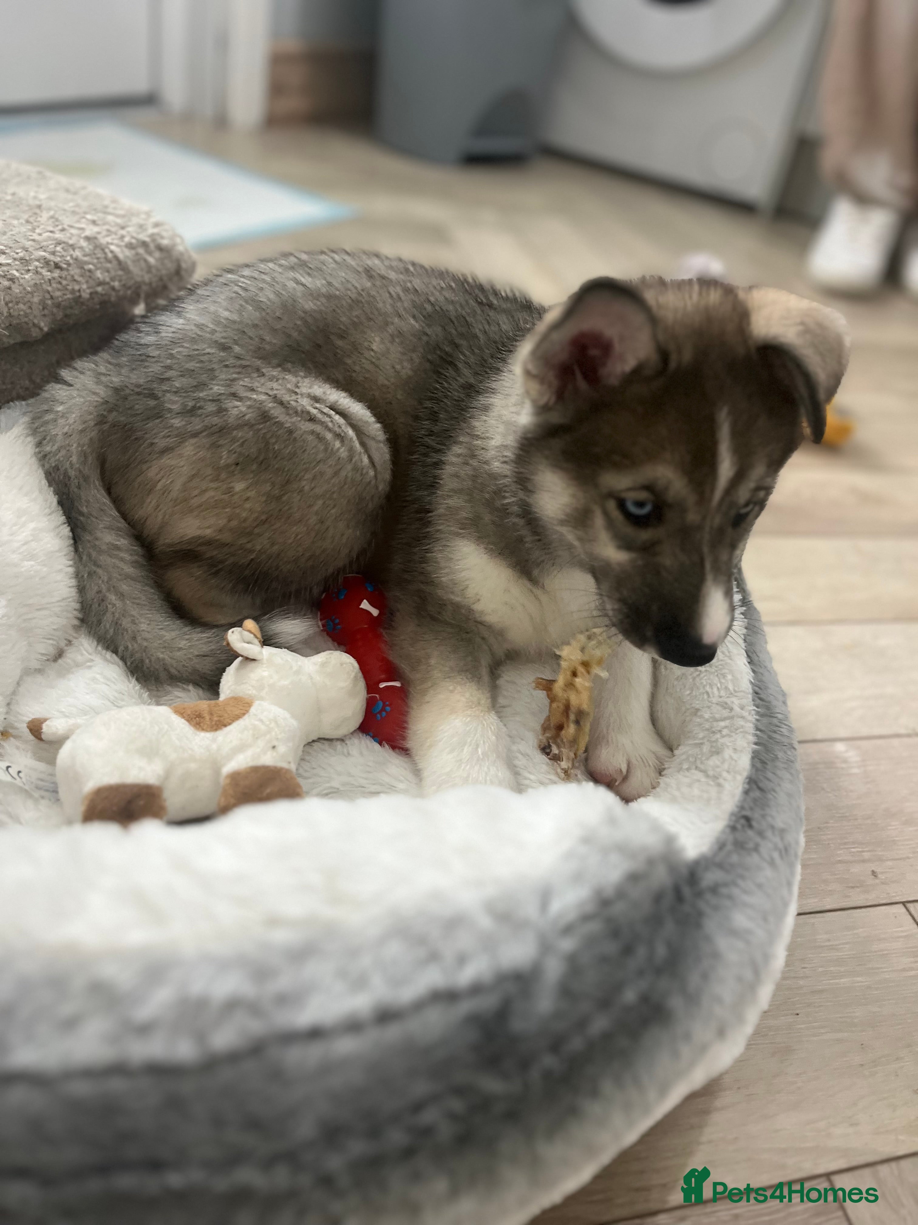 Siberian Husky dogs READY NOW beautiful girl left fluffy husky pup - Advert 3