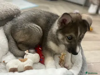 Siberian Husky dogs READY NOW beautiful girl left fluffy husky pup - Advert 3