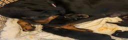 Rottweiler dogs for sale: Rottweiler puppies 1 boy 1 girl left  - Advert 1