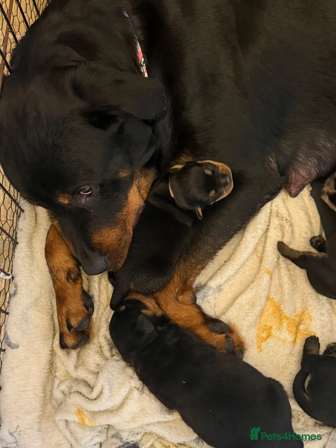 Rottweiler dogs for sale: Rottweiler puppies 1 boy 1 girl left  - Advert 1