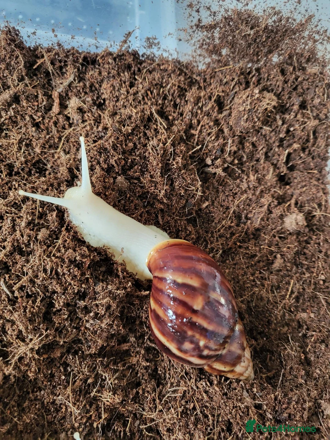 Snails invertebrates for sale: 🐌 10 Beautiful Giant African Land Snails 🐌 in Plymouth - Advert 2