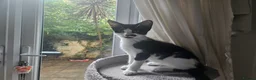 British Shorthair cats for sale: 2 Female Black and White kittens - Advert 3