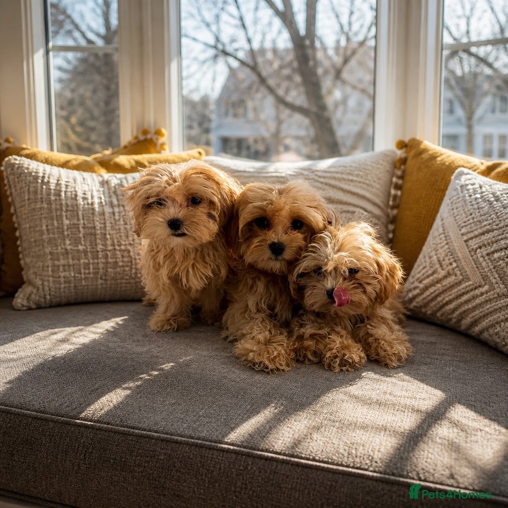 Maltipoo dogs Red Korean maltipoos 3x males tiny  - Advert 1