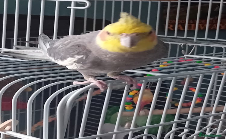 Cockatiels birds - Advert 1