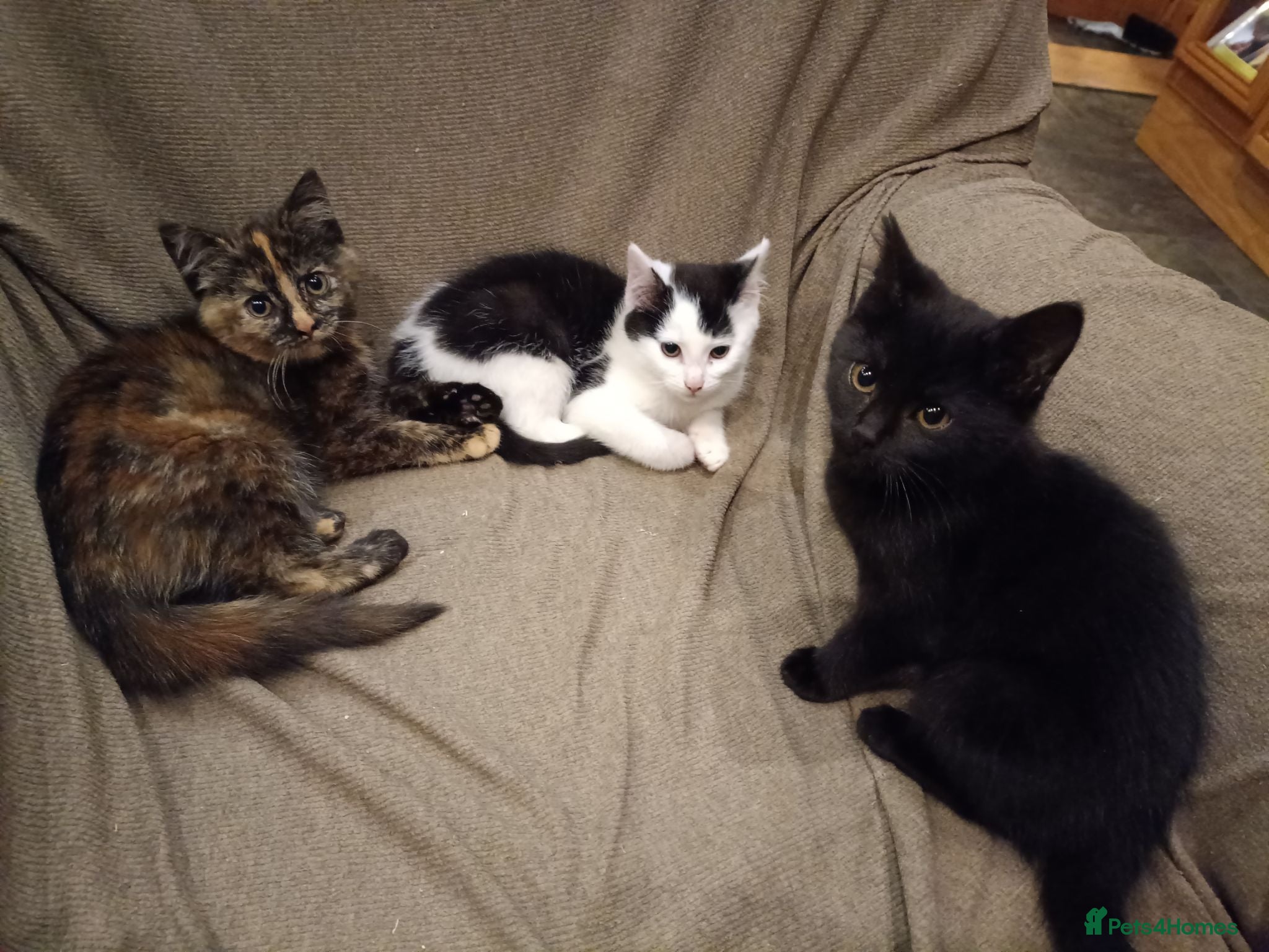 Mixed Breed cats 5 adotable kittend - Advert 1
