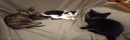 Mixed Breed cats for sale: 5 adotable kittend - Advert 1