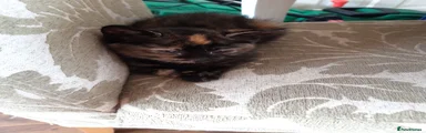 Mixed Breed 4