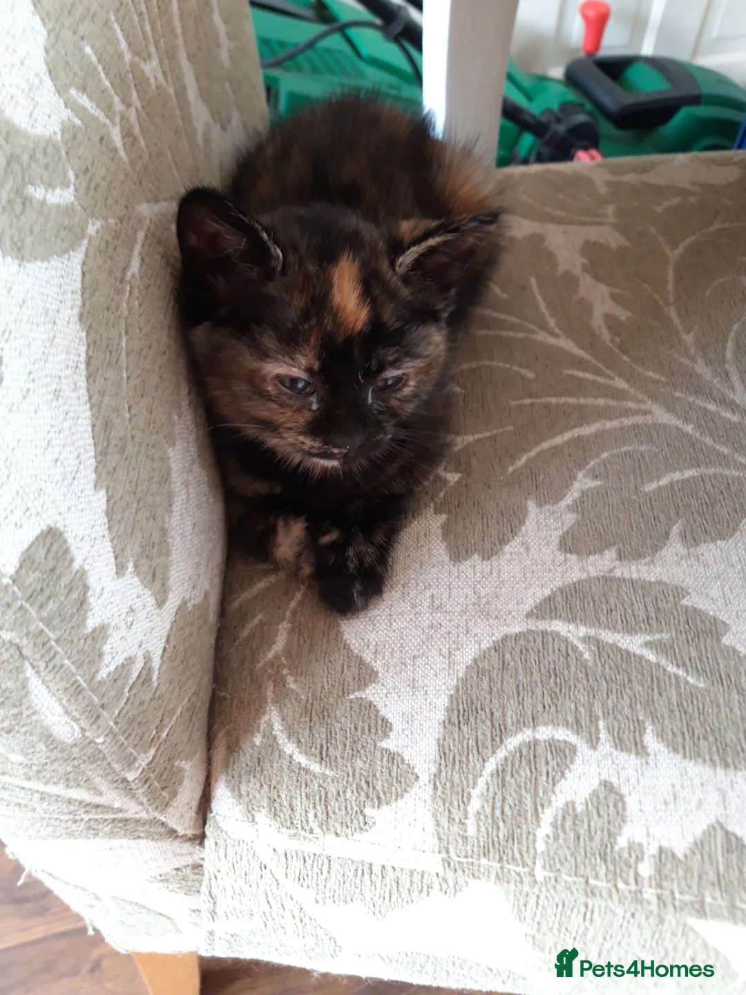 Mixed Breed cats for sale: Mixed Breed, Mother Bengal Tabby Cross  in Ipswich - Advert 6