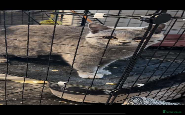 British Shorthair cats - Advert 16