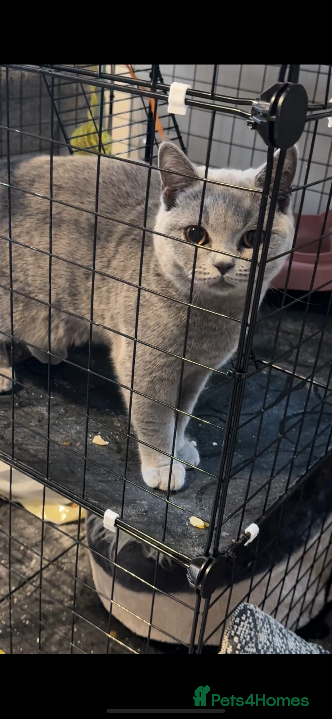 British Shorthair cats for sale: British short hair fmale 6mth read description  - Image 4