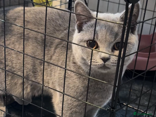 British Shorthair cats - Advert 4